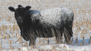 snowycow